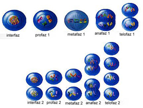 Mayoz Bölünme Nasıl Gerçekleşir?